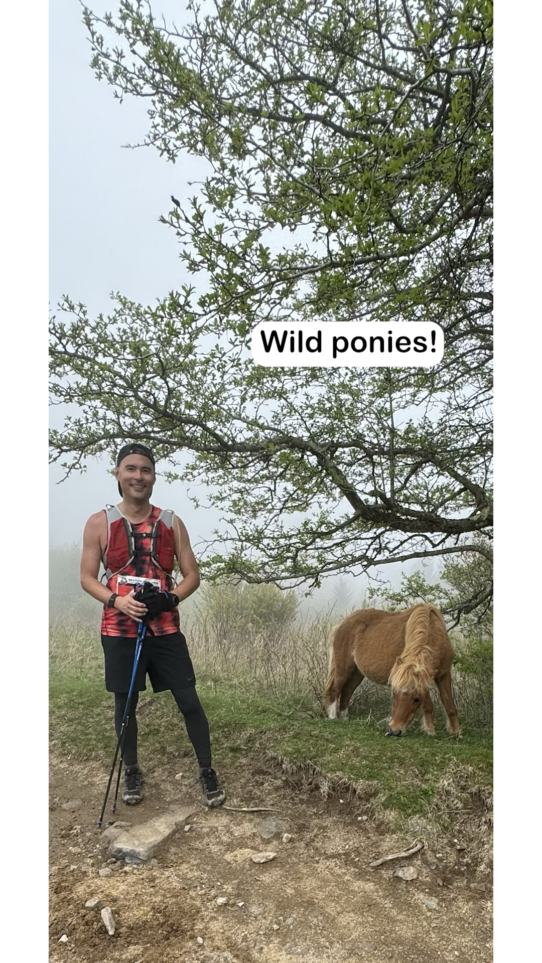 Brian with trekking poles sharing the trail with a wild pony at Grayson Highlands
